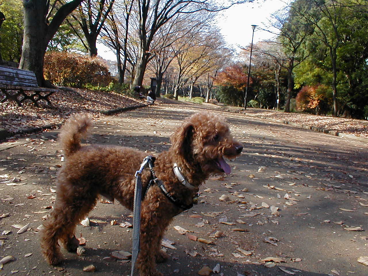 駒沢公園