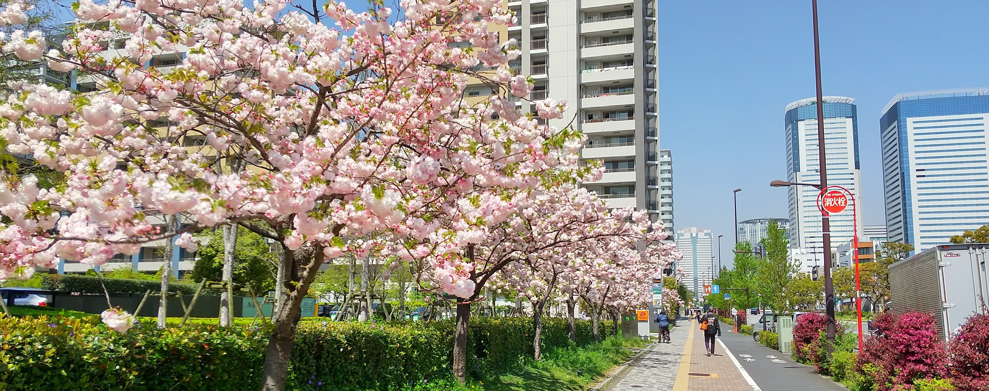 豊洲公公園  width=