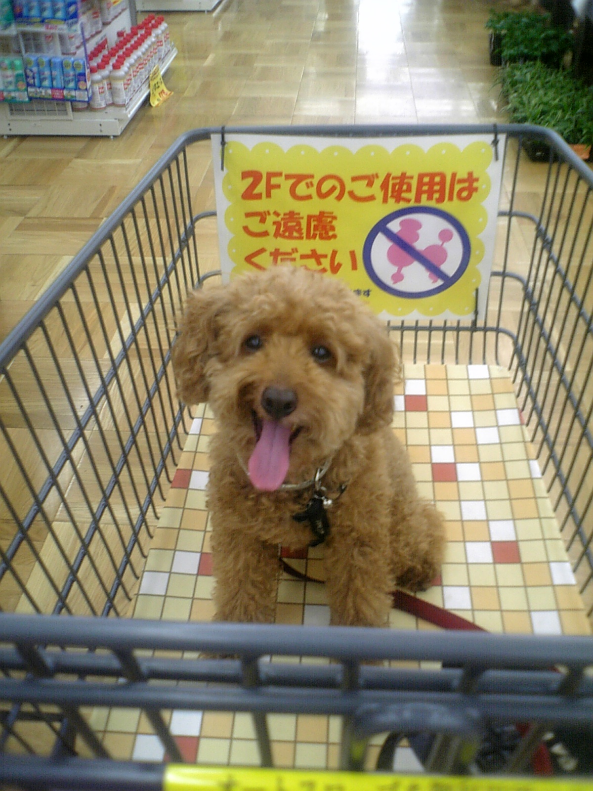 ビバのウラン1